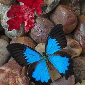 Red Leaf Print with Blue Butterfly on Wet Stones