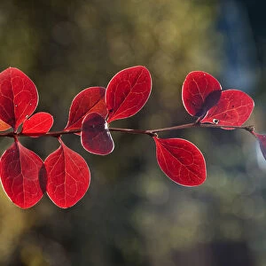Red Leaf Japanese Barberry -Berberis thunbergii atropurpurea-, branch, Untergroningen, Abtsgmuend, Baden-Wurttemberg, Germany
