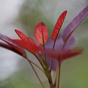 Red Leaves at High Resolution Showing Extreme Detail