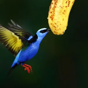 Red-legged Honeycreeper eating banana - Costa Rica Red-legged Honeycreeper eating banana - Costa Rica