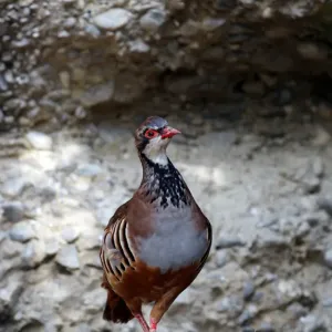 Red-legged Partridge (Alectoris rufa), Alpine Zoo Innsbruck, Tyrol, Austria, Europe Red-legged Partridge (Alectoris rufa), Alpine Zoo Innsbruck, Tyrol, Austria, Europe