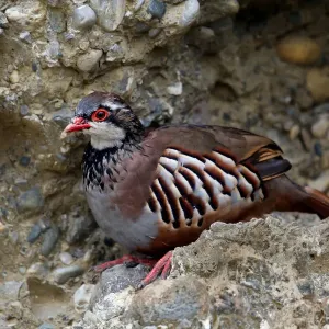 Red-legged Partridge Print, Alpine Zoo Innsbruck Red-legged Partridge Print, Alpine Zoo Innsbruck
