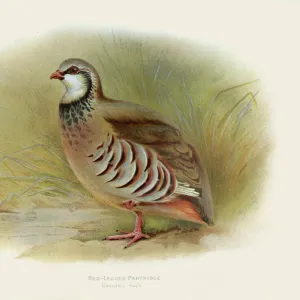 Red-legged partridge illustration 1900