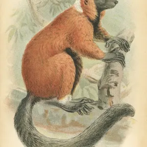 Red lemur primate 1894 Red lemur primate 1894