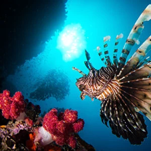Red Lionfish (Pterois volitans) swims in a reef