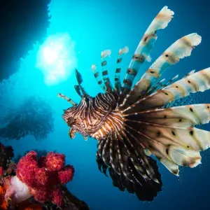 Red Lionfish (Pterois volitans) swims in a reef Red Lionfish (Pterois volitans) swims in a reef