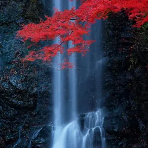 Red maple at Minoo Waterfall Red maple at Minoo Waterfall