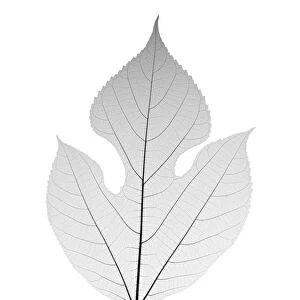 Red mulberry leaf, X-ray
