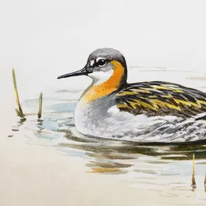 Red-necked phalarope (Phalaropus lobatus) in the water, side view