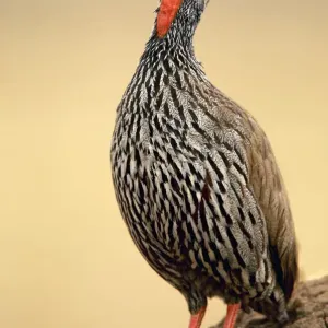 Red-necked Spurfowl Print Red-necked Spurfowl Print
