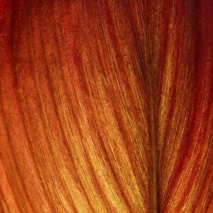 Red-orange coloured leaf in backlight, leaf structure, detail