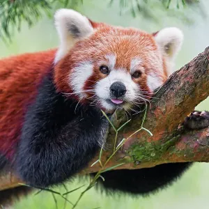 Red panda posing well on a branch Red panda posing well on a branch