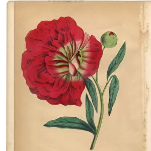 Red Peony Victorian Botanical Illustration