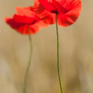 Two red poppies in a wheat field in summer Two red poppies in a wheat field in summer
