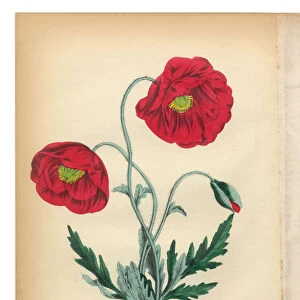 Red Poppy and Corn Poppy Victorian Botanical Illustration