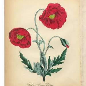 Red Poppy and Corn Poppy Print