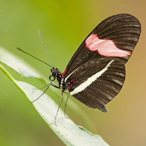 Red Postman butterfly -Heliconius erato-, captive, Thuringia, Germany