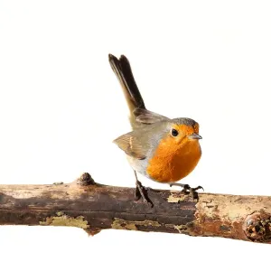 Red Robin Print on White Background Red Robin Print on White Background