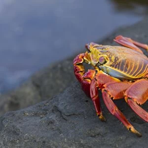 Red Rock Crab -Grapsus grapsus-, San Salvador Island, Galapagos Islands, Ecuador