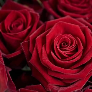 Red Rose blossoms -Rosa-