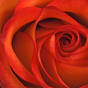 Red rose -Rosa-, close-up