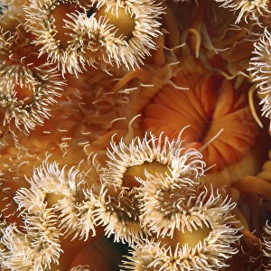 Red senile anemone, Plumose anemone or Frilled anemone -Metridium senile-, Japan Sea, Far East, Primorsky Krai, Russian Federation