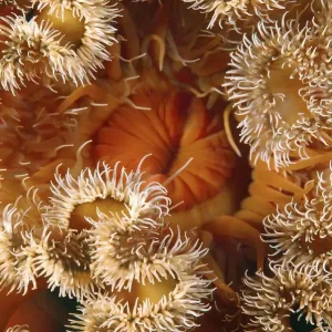 Red Senile Anemone Print, Metridium senile Red Senile Anemone Print, Metridium senile