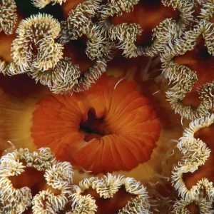 Red Senile Anemone Print Red Senile Anemone Print