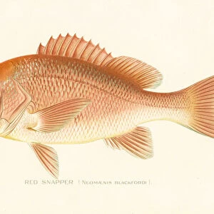 Red snapper chromolithograph 1898