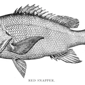 Red Snapper Engraving Print, 1898 Red Snapper Engraving Print, 1898