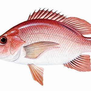 Red Snapper (Lutjanus campechanus), perciform fish