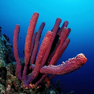 Red Sponge (Porifera), Trinidad, Caribbean Sea