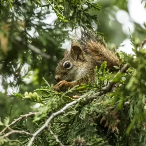 Red Squirrel Red Squirrel