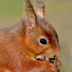 Red Squirrel Print - Close-up Nature Photography Red Squirrel Print - Close-up Nature Photography