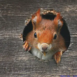 Nature & Wildlife Jigsaw Puzzle Collection: Red Squirrel Series