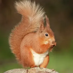 Red squirrel Red squirrel