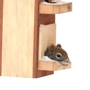 Red squirrel in bird feeder Red squirrel in bird feeder