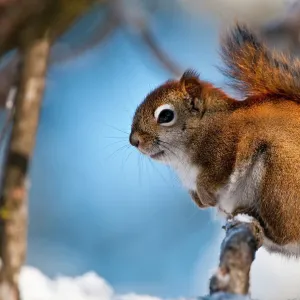 Red Squirrel On Branch