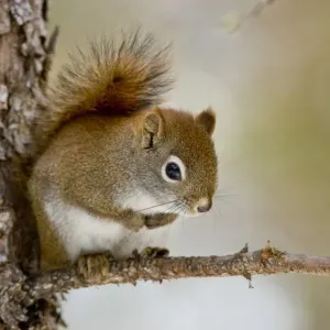 Red Squirrel Print on Branch Red Squirrel Print on Branch