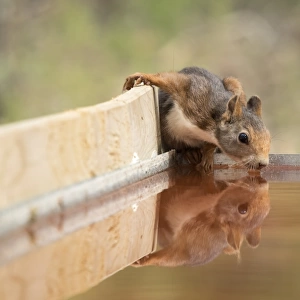 Red Squirrel, drinking water with his reflected head