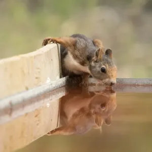 Red Squirrel, drinking water with his reflected head Red Squirrel, drinking water with his reflected head