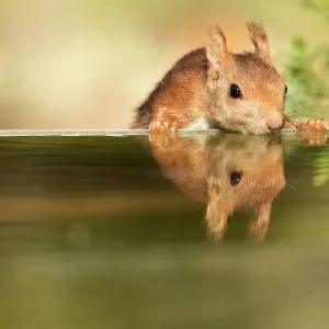Red Squirrel, drinking water with his reflected head, in Bocairent, Valencian Community, Spain Red Squirrel, drinking water with his reflected head, in Bocairent, Valencian Community, Spain