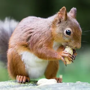 Red Squirrel eating a nut Red Squirrel eating a nut