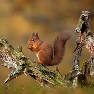 Red Squirrel eating nuts in Autumn Red Squirrel eating nuts in Autumn
