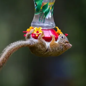 Red squirrel on feeder Red squirrel on feeder