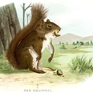 Red squirrel lithograph 1897
