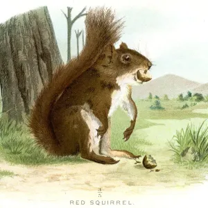 Red Squirrel Lithograph Print 1897 Red Squirrel Lithograph Print 1897
