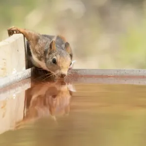 Red squirrel (Sciurus vulgaris), drinking in a water puddle Red squirrel (Sciurus vulgaris), drinking in a water puddle