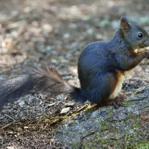 Red Squirrel Feeding Print, Canton of Graubunden, Switzerland Red Squirrel Feeding Print, Canton of Graubunden, Switzerland