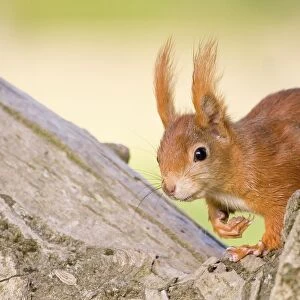Red Squirrel (Sciurus vulgaris), Hesse, Germany